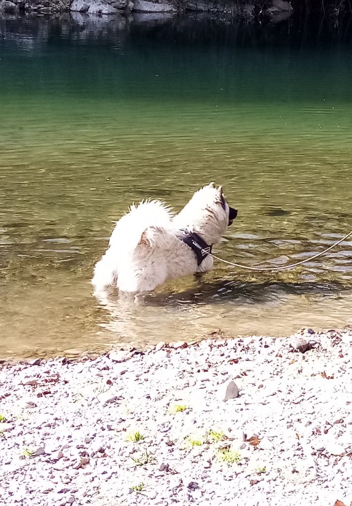 Reeven Des Loups Ariegeois