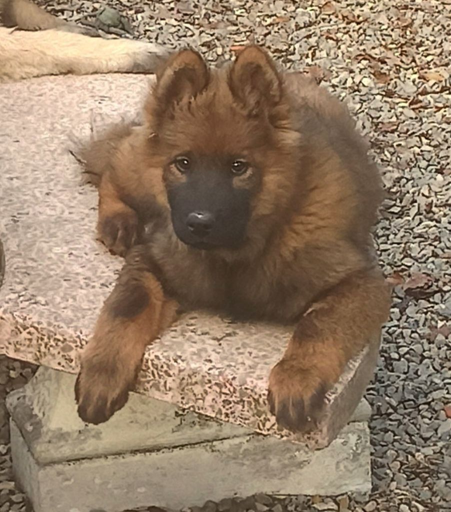 Des Loups Du Midour - Chiot disponible  - Eurasier