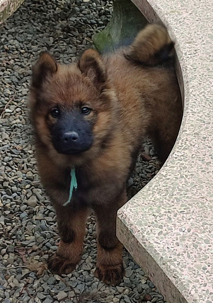 Des Loups Du Midour - Chiot disponible  - Eurasier