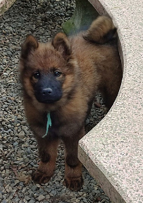 Des Loups Du Midour - Eurasier - Portée née le 05/08/2024