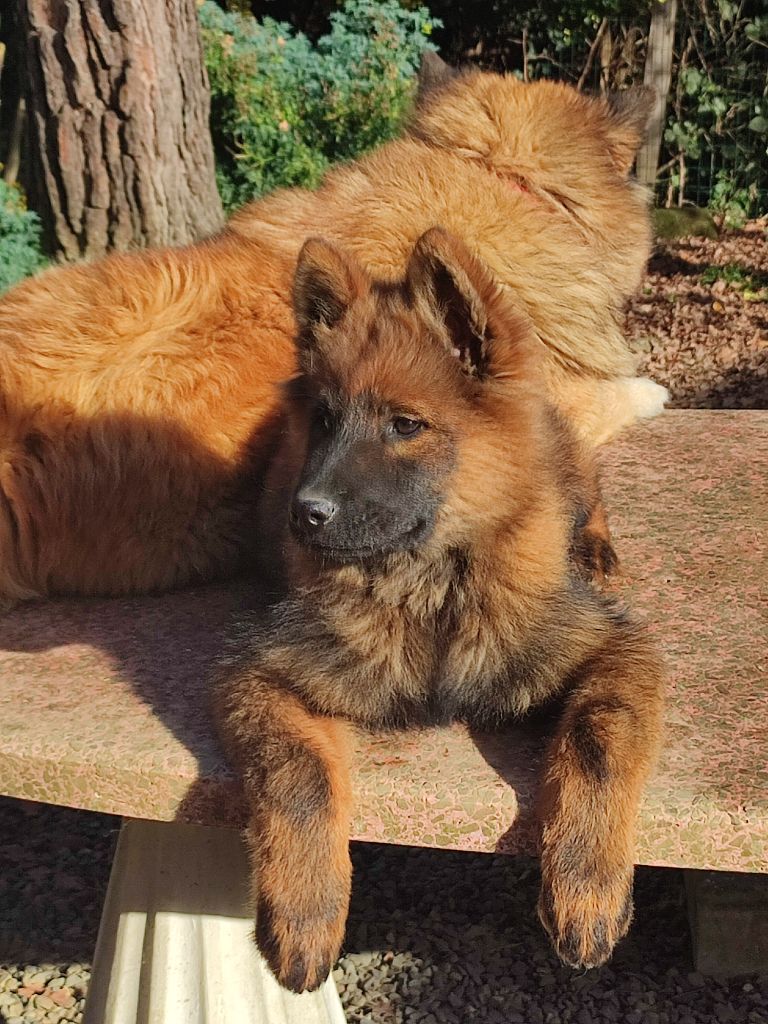 Des Loups Du Midour - Chiot disponible  - Eurasier