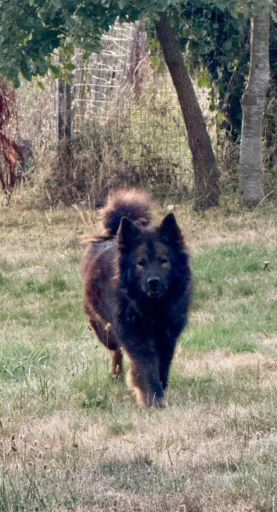 Texas Des Loups Du Midour