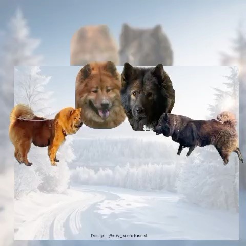 Des Loups Du Midour - Naissances mi-octobre !
