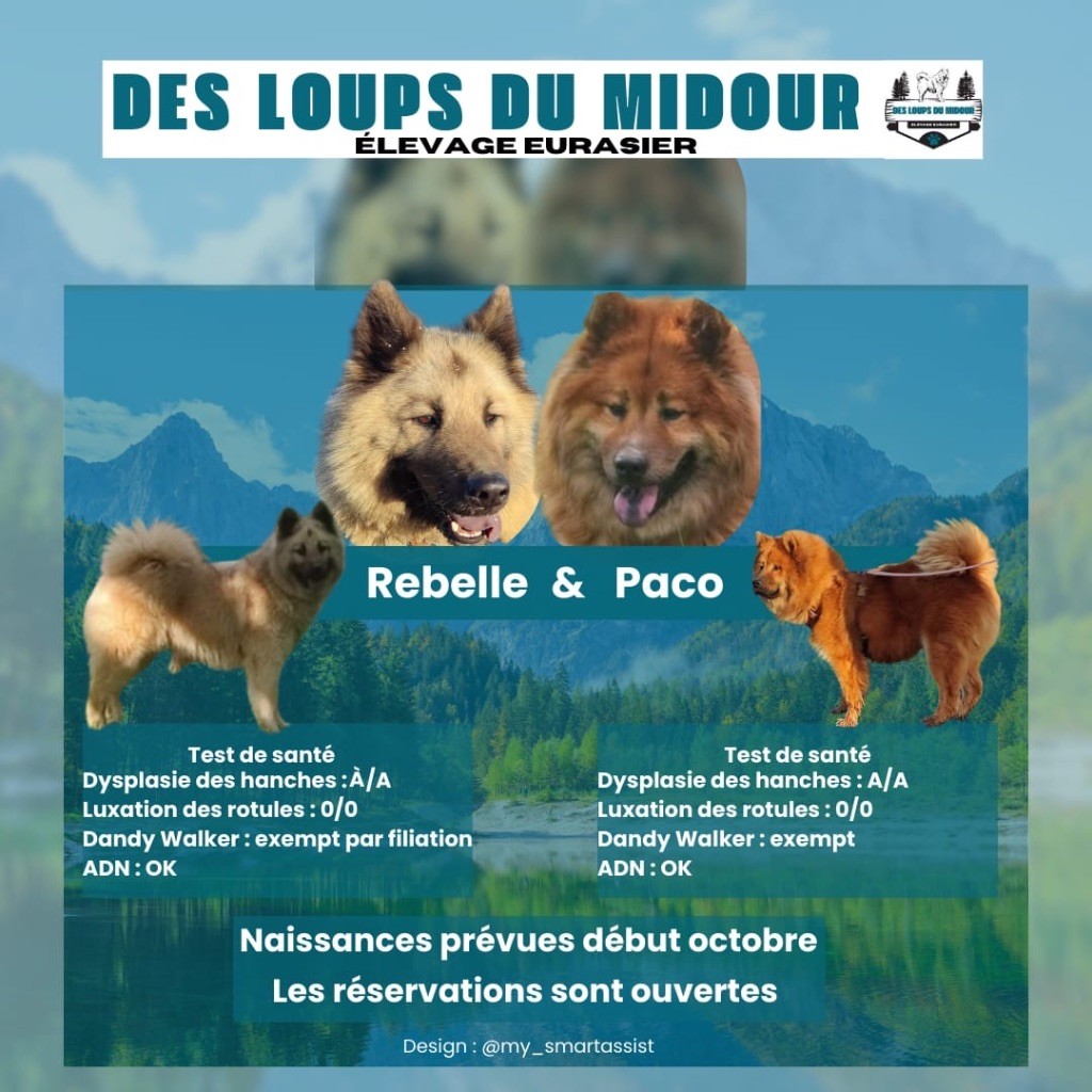 Des Loups Du Midour - Naissances dans quelques jours !