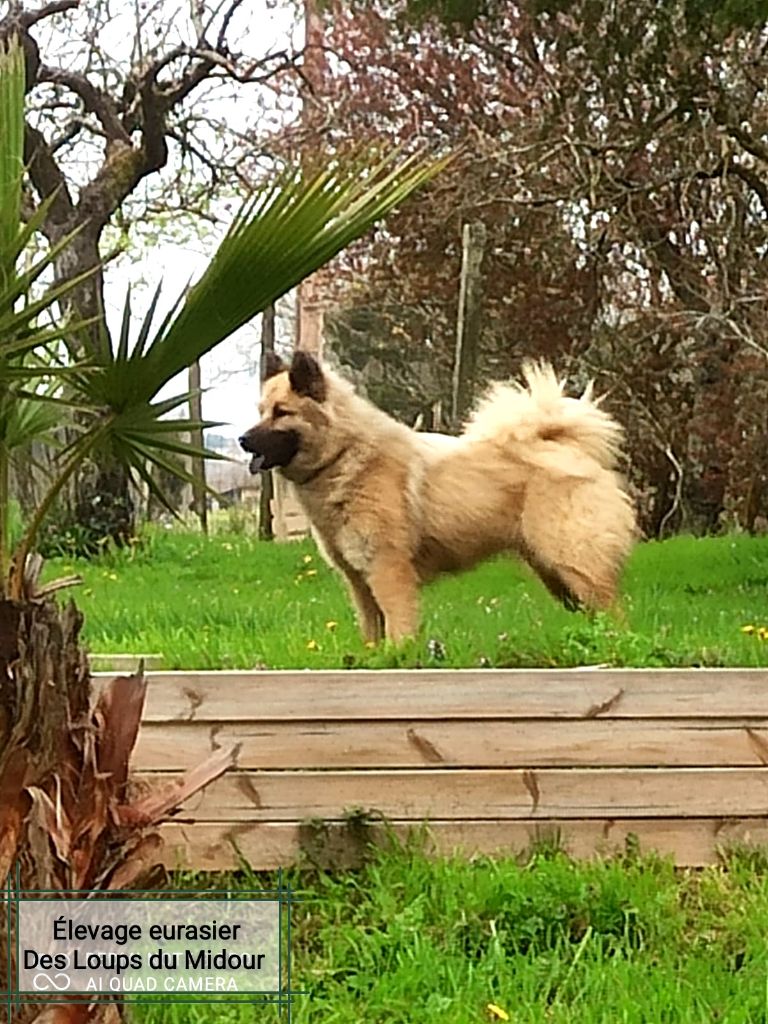 Les Loups