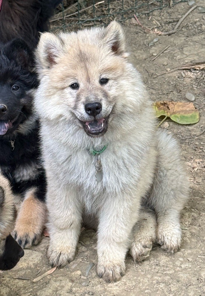Des Loups Du Midour - Chiots disponibles - Eurasier