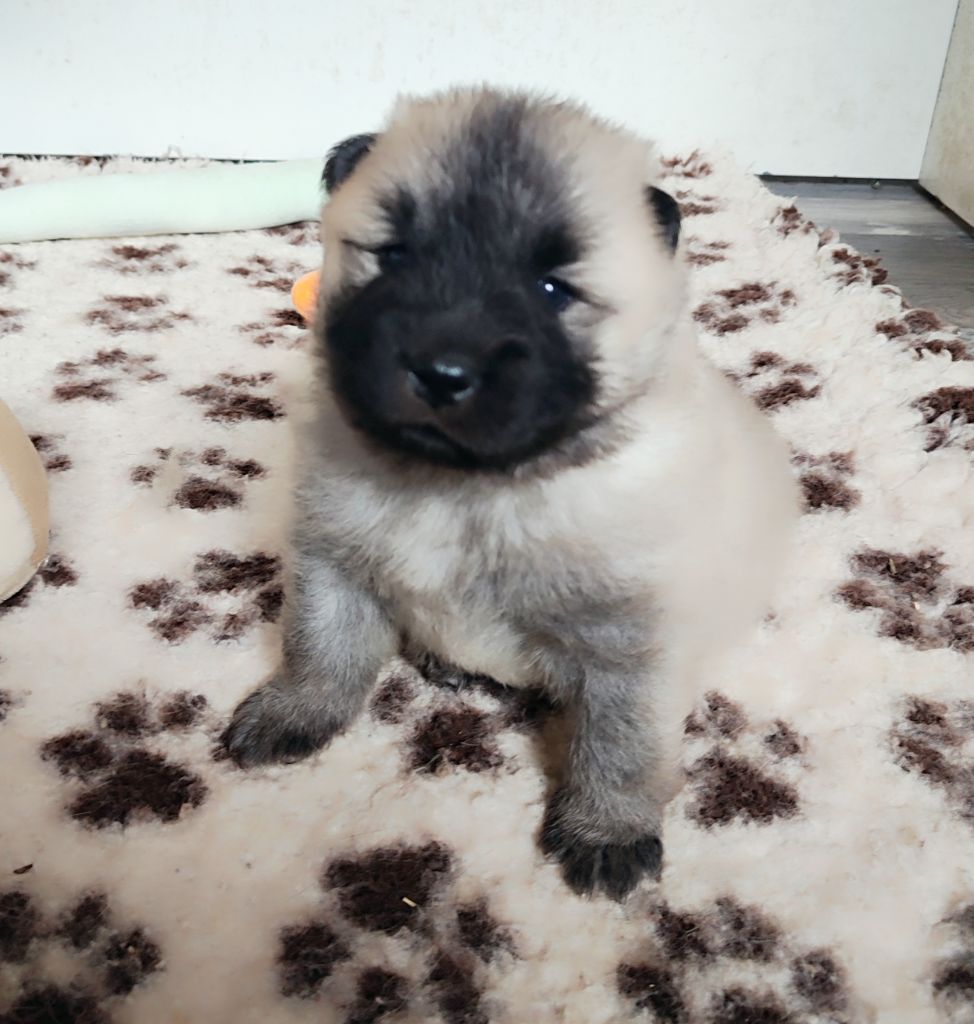 Des Loups Du Midour - Chiots disponibles - Eurasier