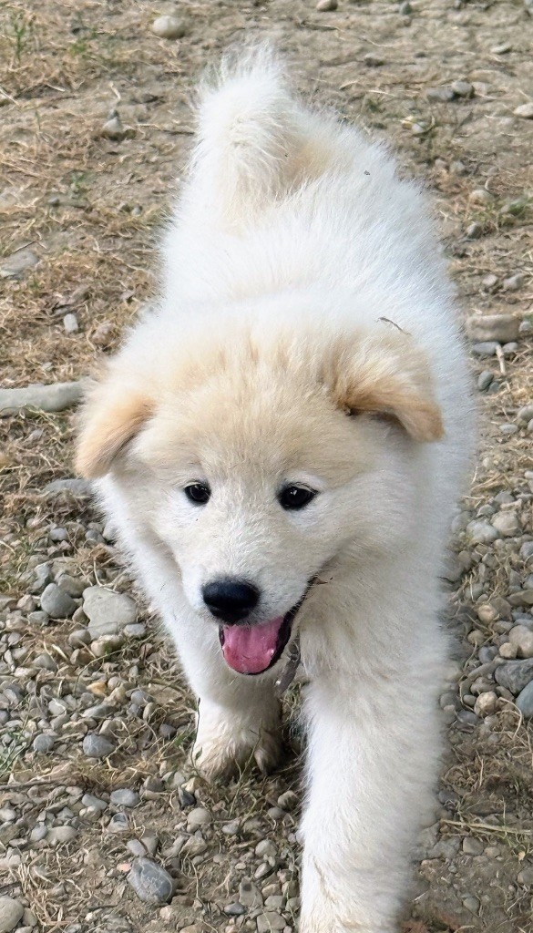 Des Loups Du Midour - Chiots disponibles - Eurasier