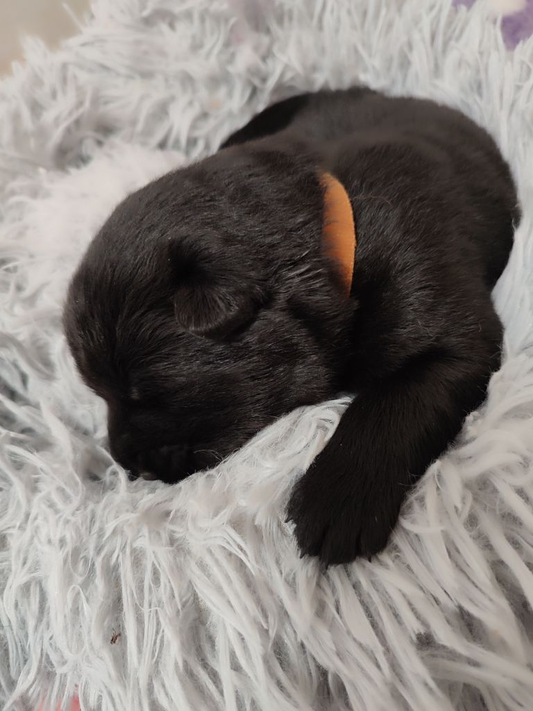 Des Loups Du Midour - Chiots disponibles - Eurasier