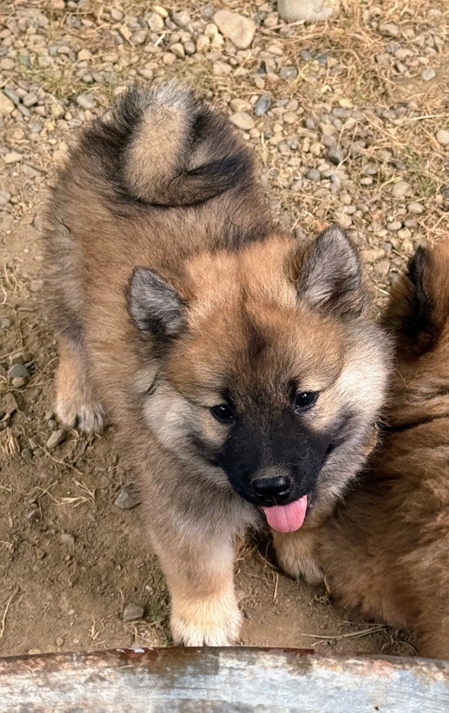 Des Loups Du Midour - Chiots disponibles - Eurasier