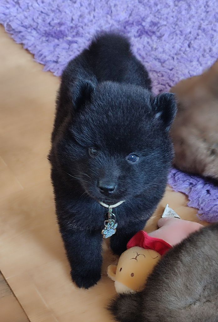 Des Loups Du Midour - Chiots disponibles - Eurasier