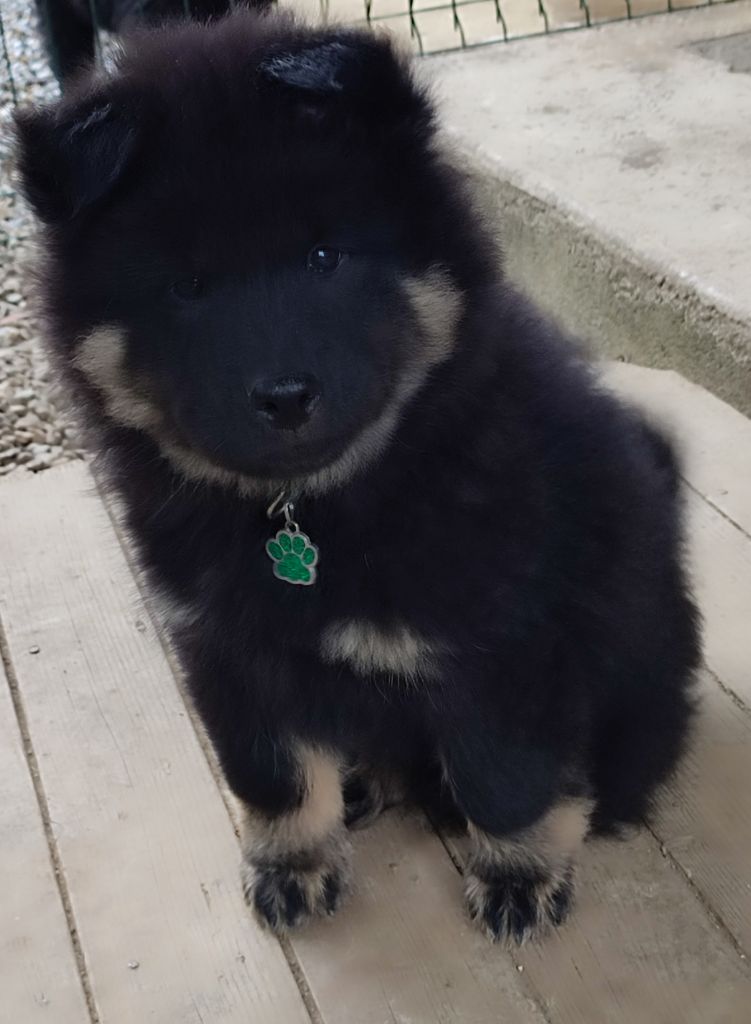 Des Loups Du Midour - Chiots disponibles - Eurasier
