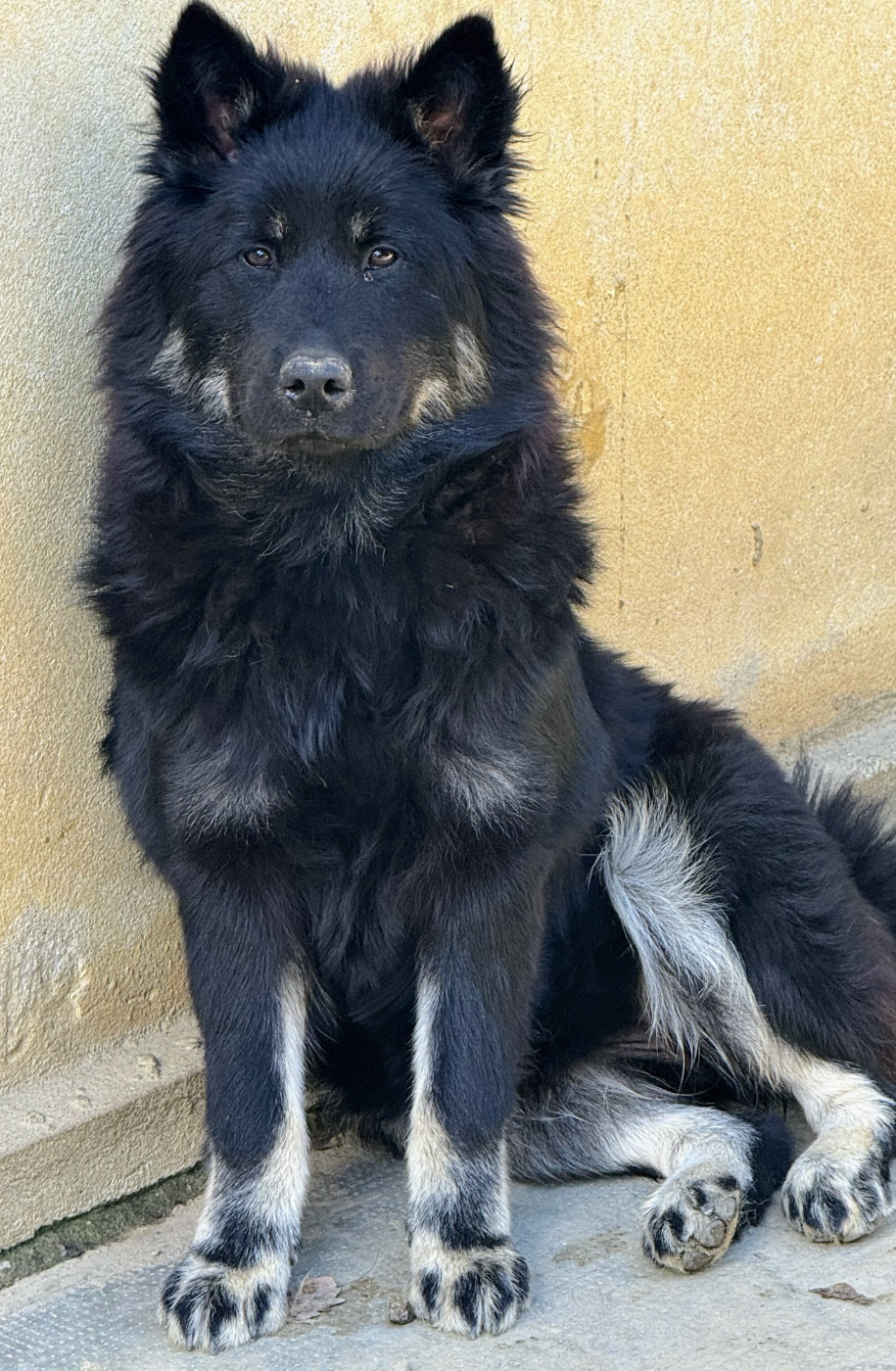 Des Loups Du Midour - Chiots disponibles - Eurasier