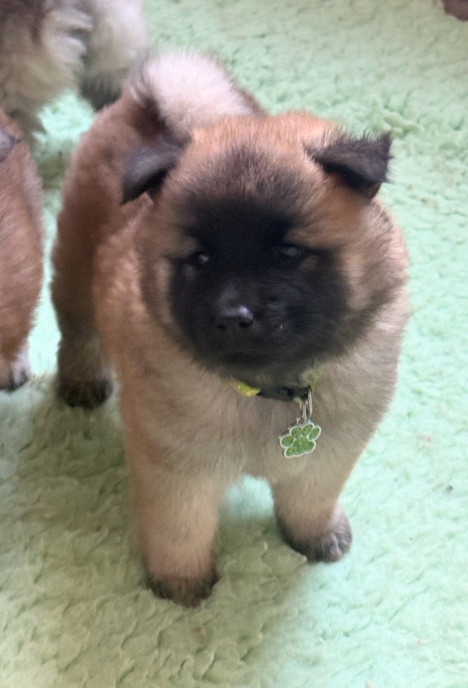 Des Loups Du Midour - Chiots disponibles - Eurasier