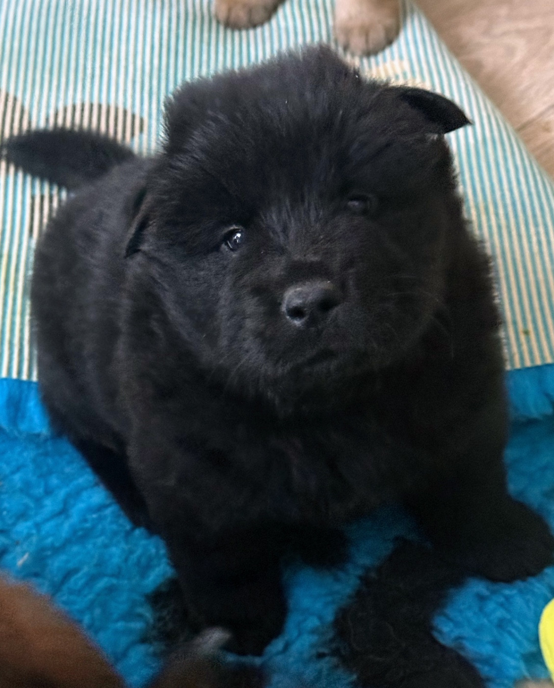 Des Loups Du Midour - Chiots disponibles - Eurasier