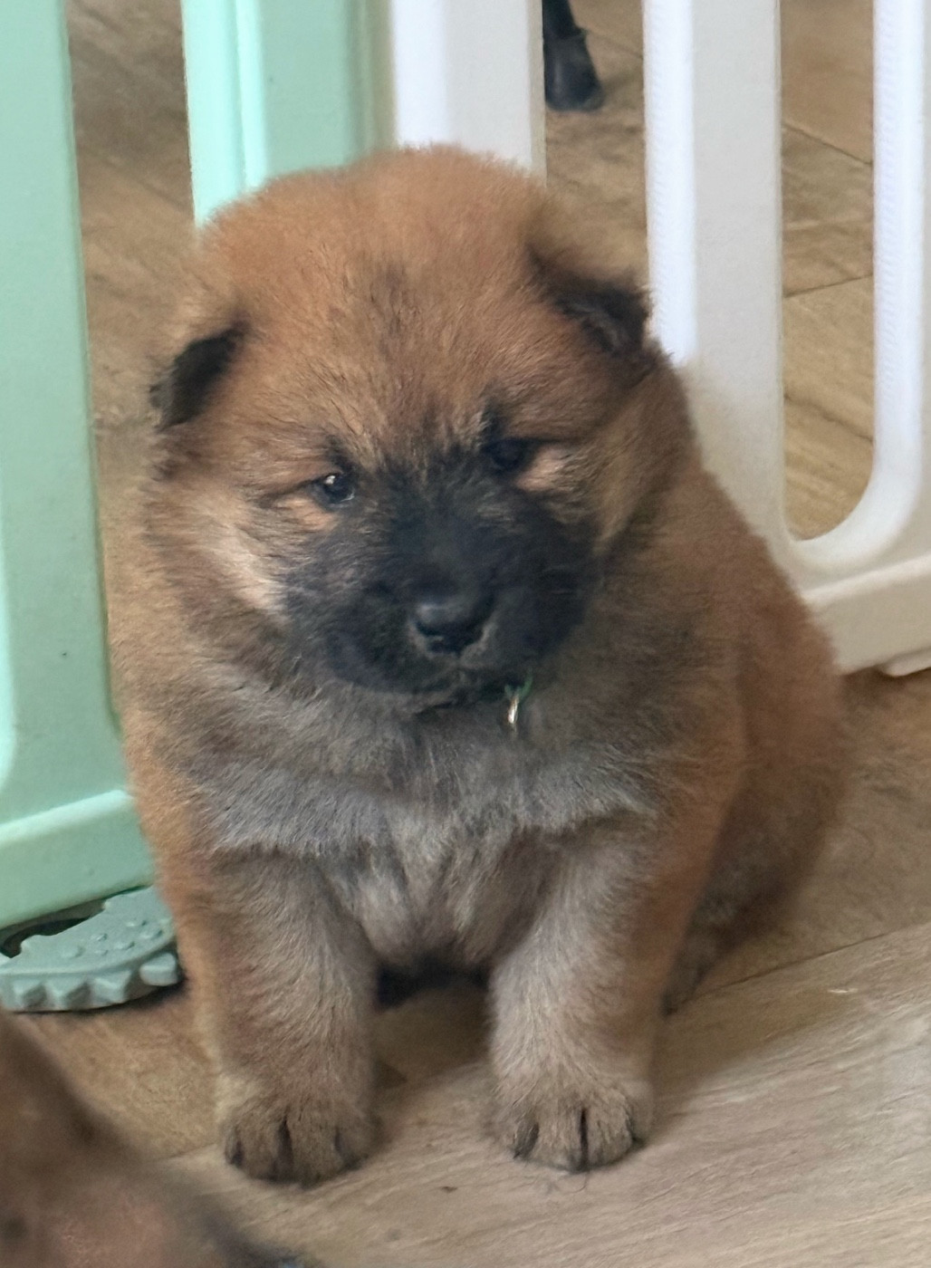Des Loups Du Midour - Chiots disponibles - Eurasier