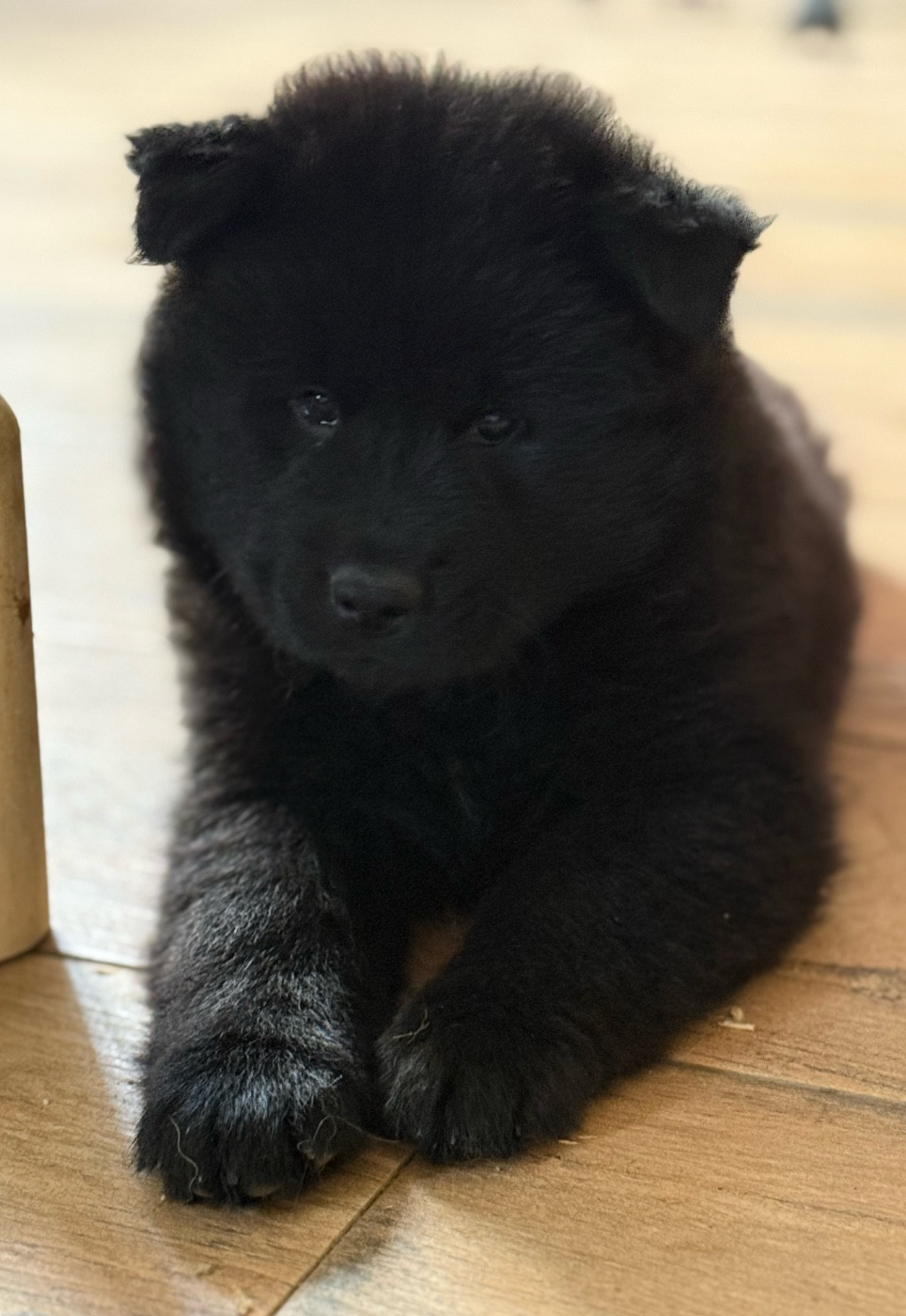 Des Loups Du Midour - Chiots disponibles - Eurasier