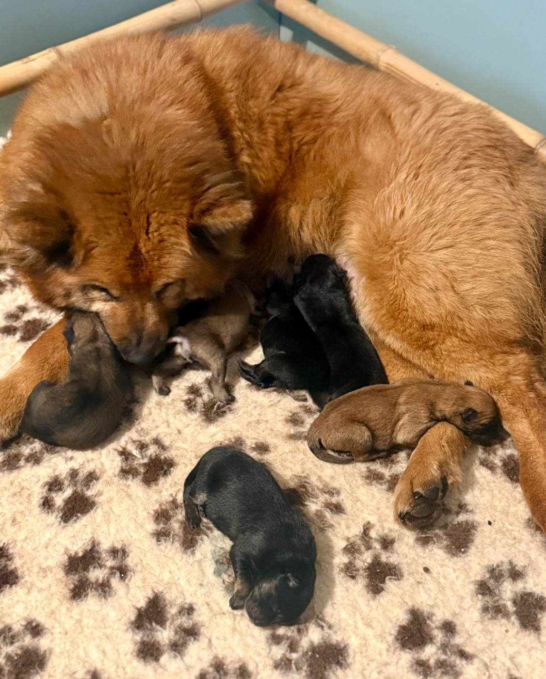 Des Loups Du Midour - Eurasier - Portée née le 07/03/2026