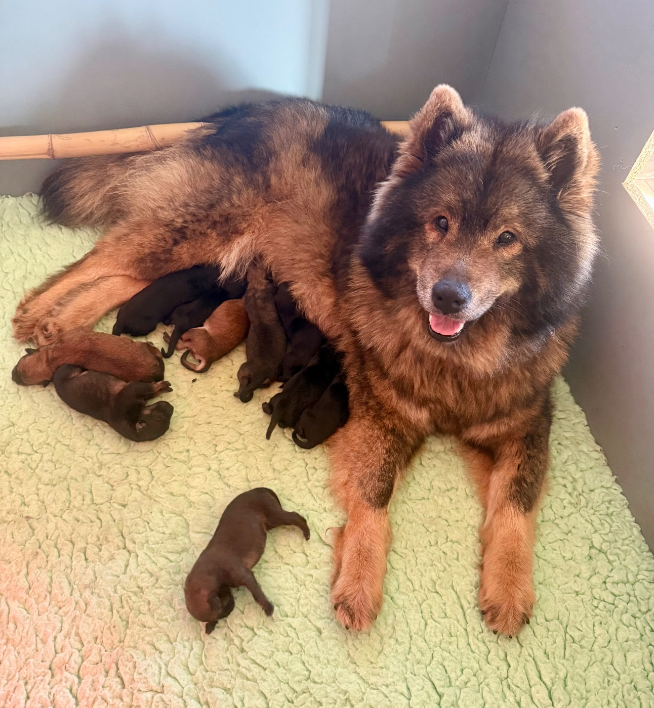 Chiot Eurasier Des Loups Du Midour