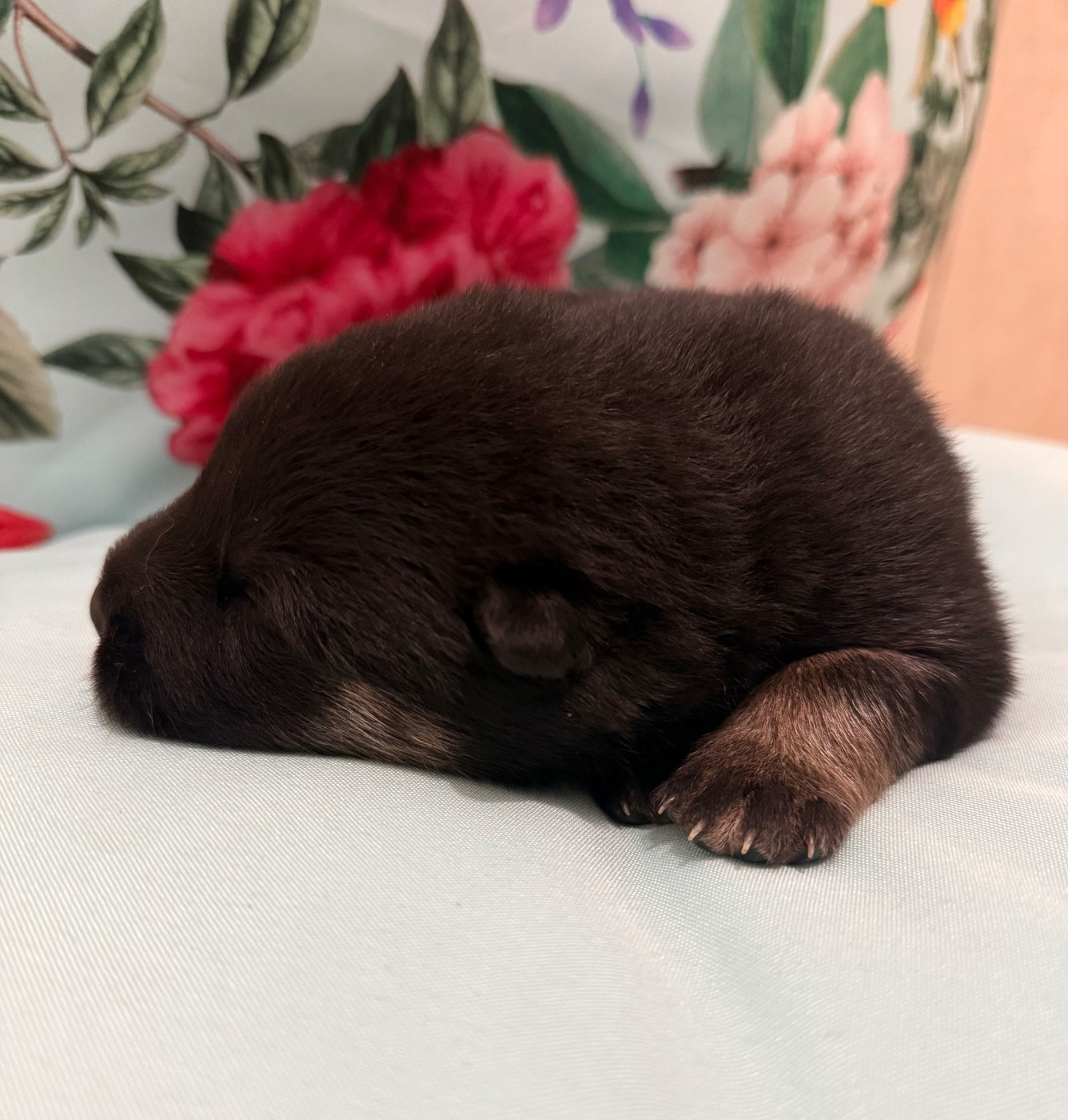 Des Loups Du Midour - Chiots disponibles - Eurasier