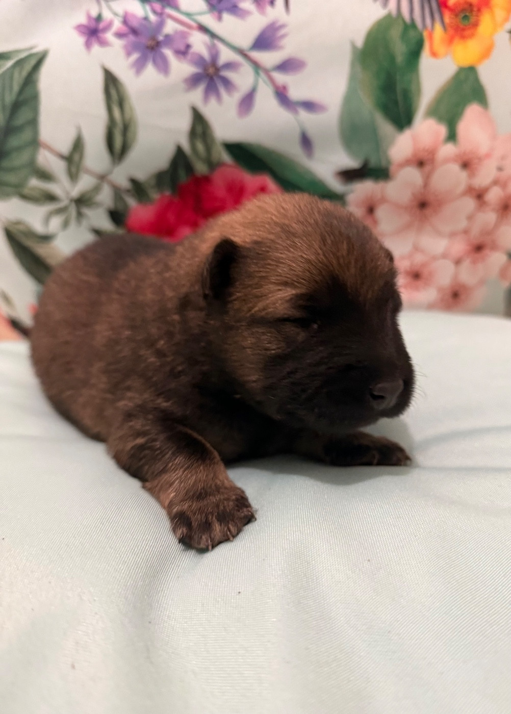 Des Loups Du Midour - Chiots disponibles - Eurasier