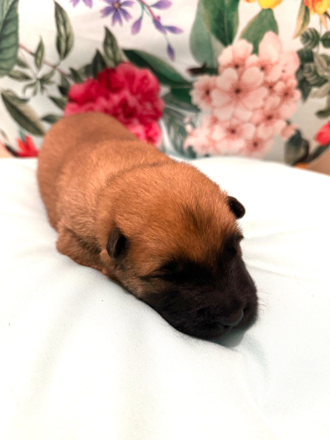 Des Loups Du Midour - Chiots disponibles - Eurasier