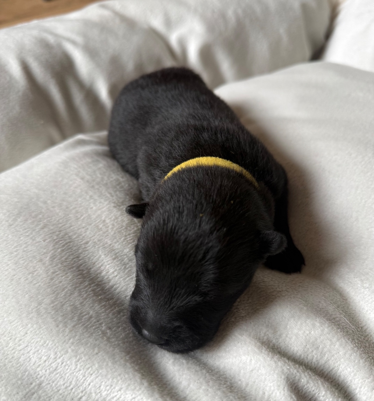 Des Loups Du Midour - Chiots disponibles - Eurasier