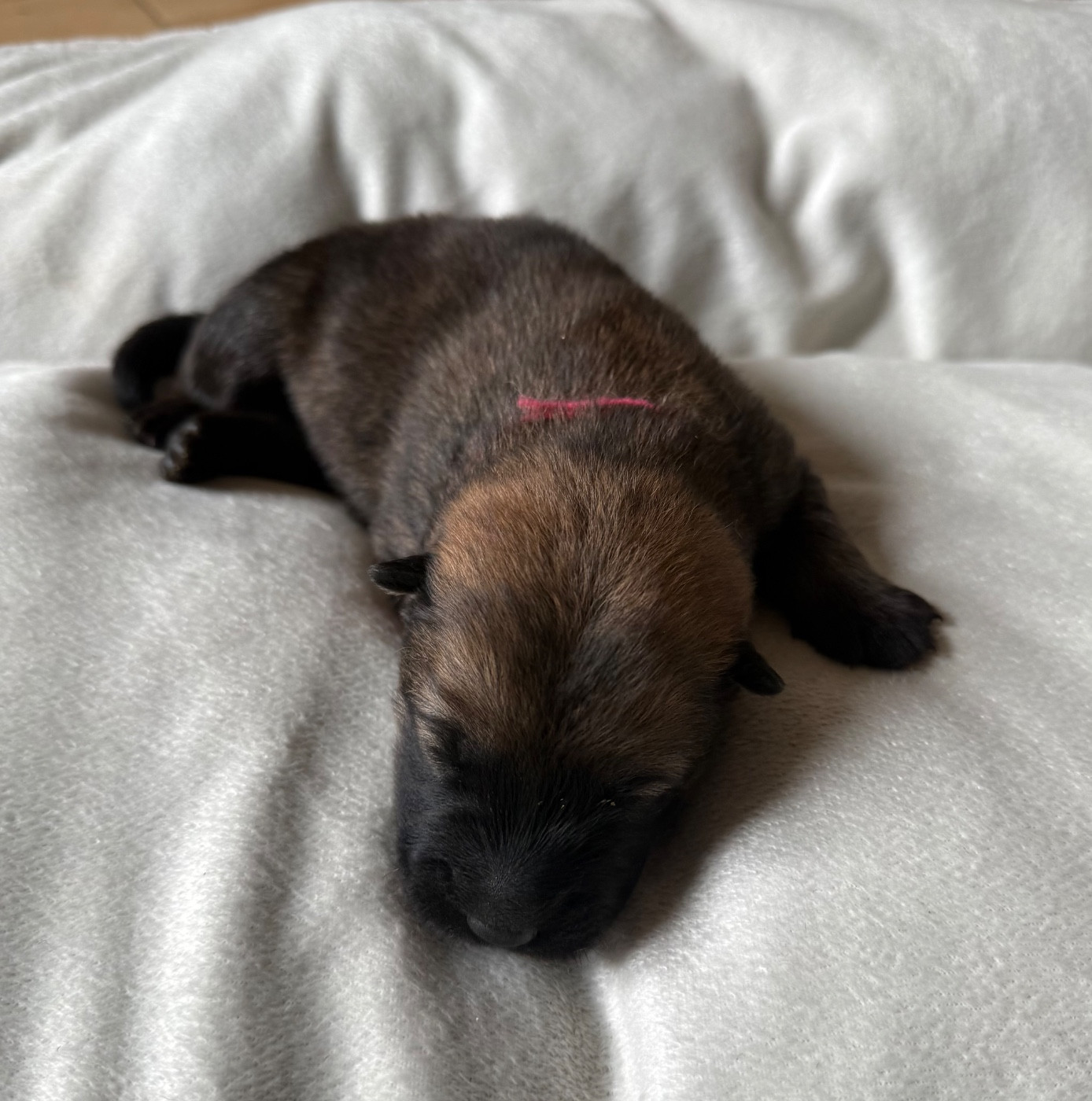 Des Loups Du Midour - Chiots disponibles - Eurasier