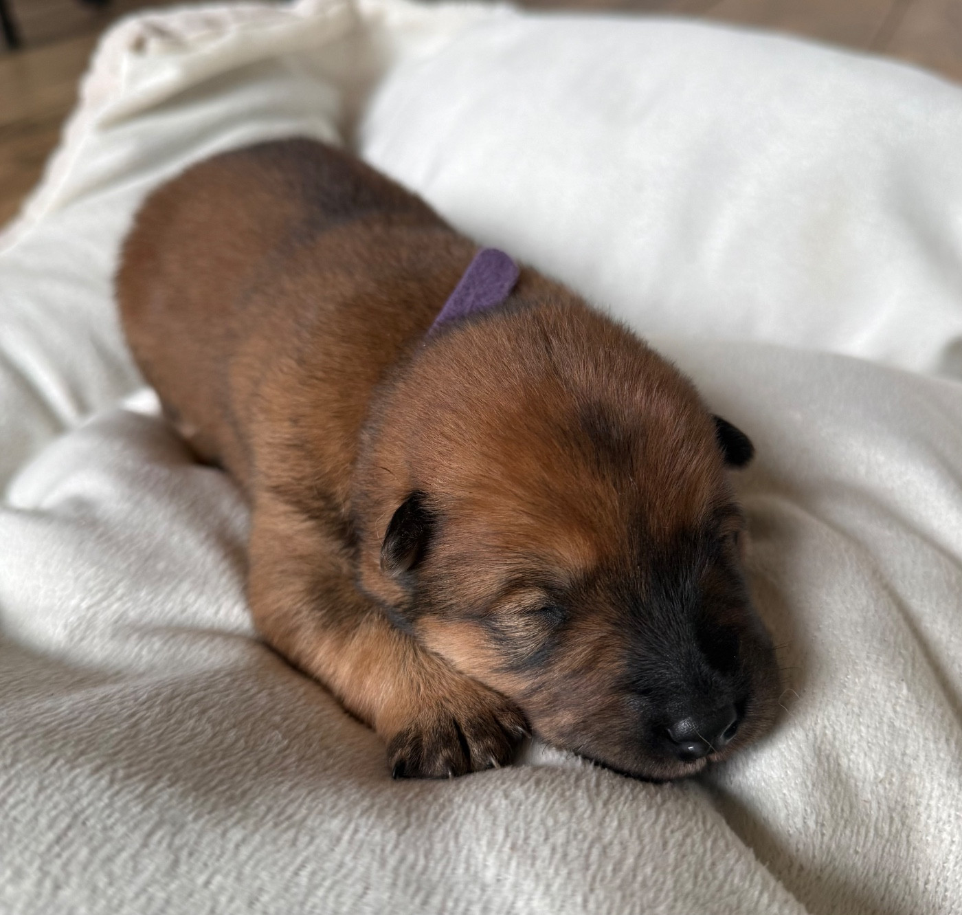 Des Loups Du Midour - Chiots disponibles - Eurasier