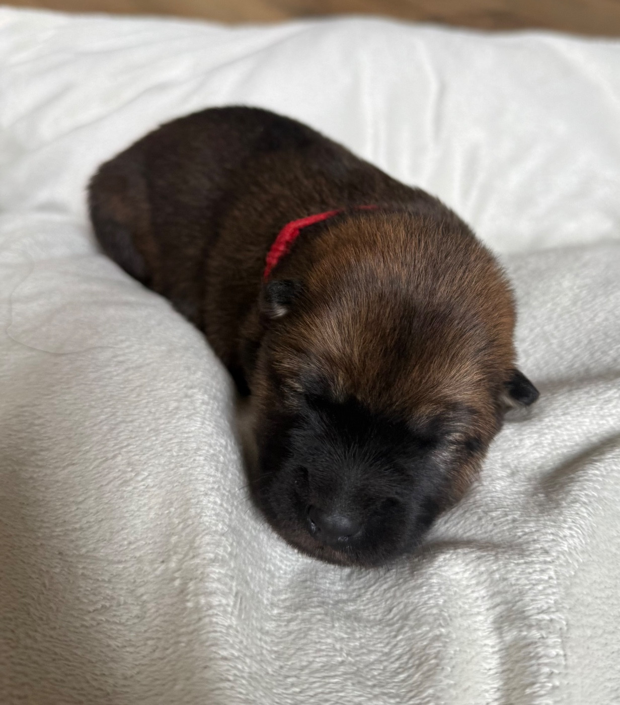 Des Loups Du Midour - Chiots disponibles - Eurasier