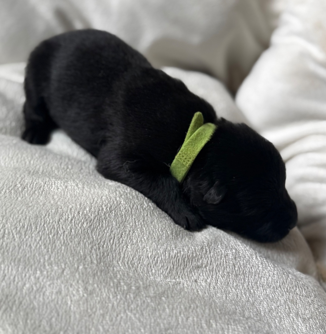 Des Loups Du Midour - Chiots disponibles - Eurasier