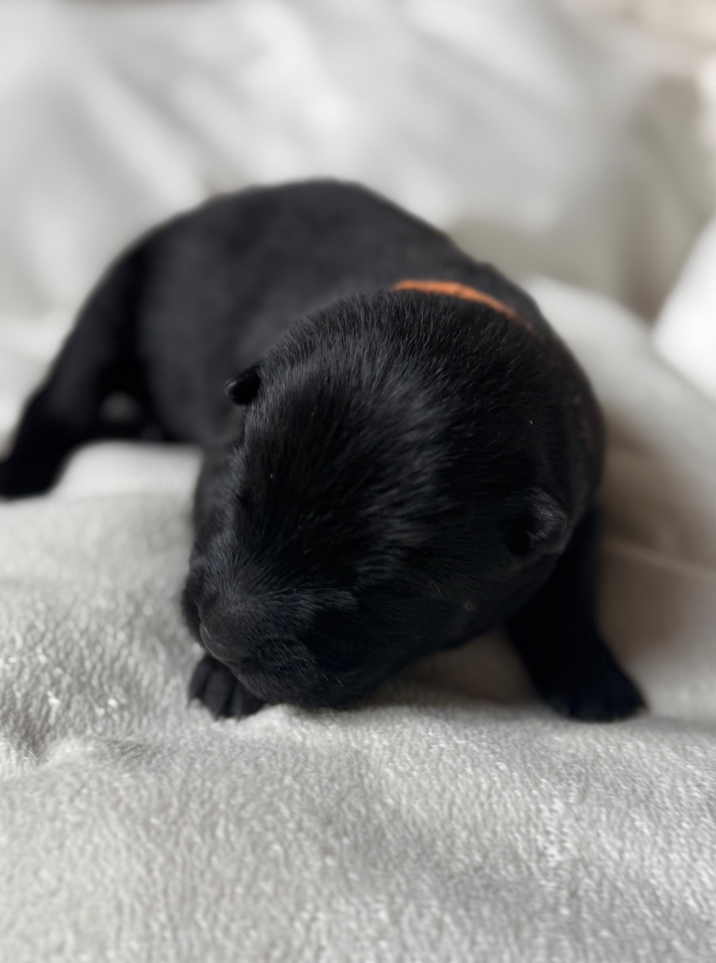 Des Loups Du Midour - Chiots disponibles - Eurasier