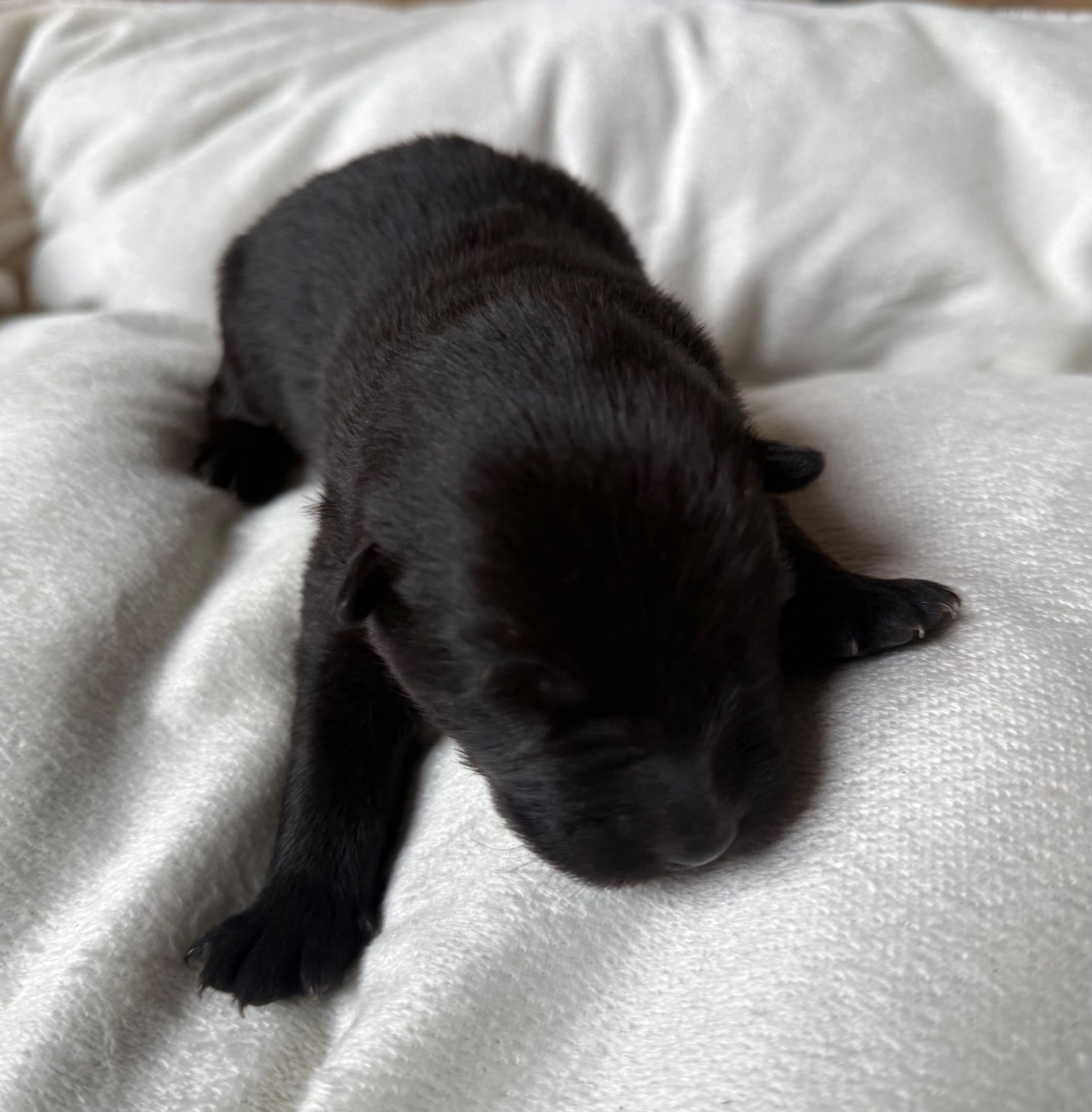 Des Loups Du Midour - Chiots disponibles - Eurasier