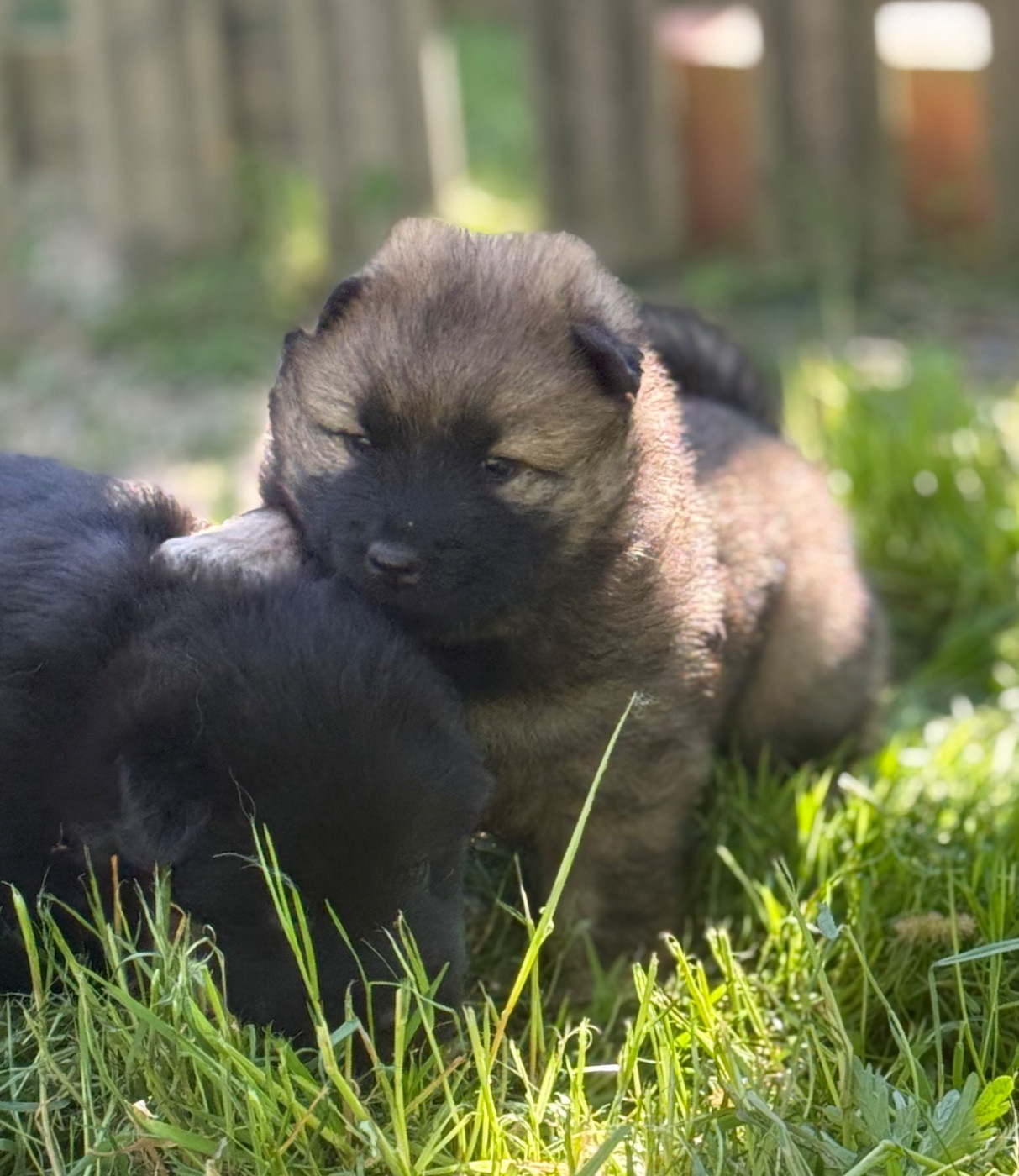 Des Loups Du Midour - Chiots disponibles - Eurasier