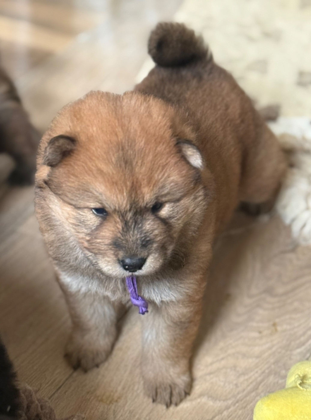 Des Loups Du Midour - Chiots disponibles - Eurasier