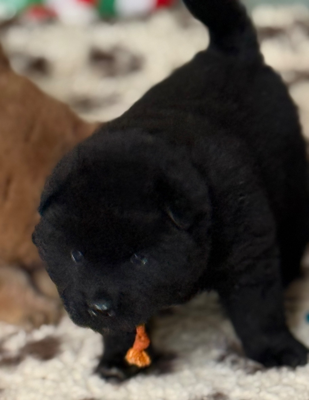 Des Loups Du Midour - Chiots disponibles - Eurasier