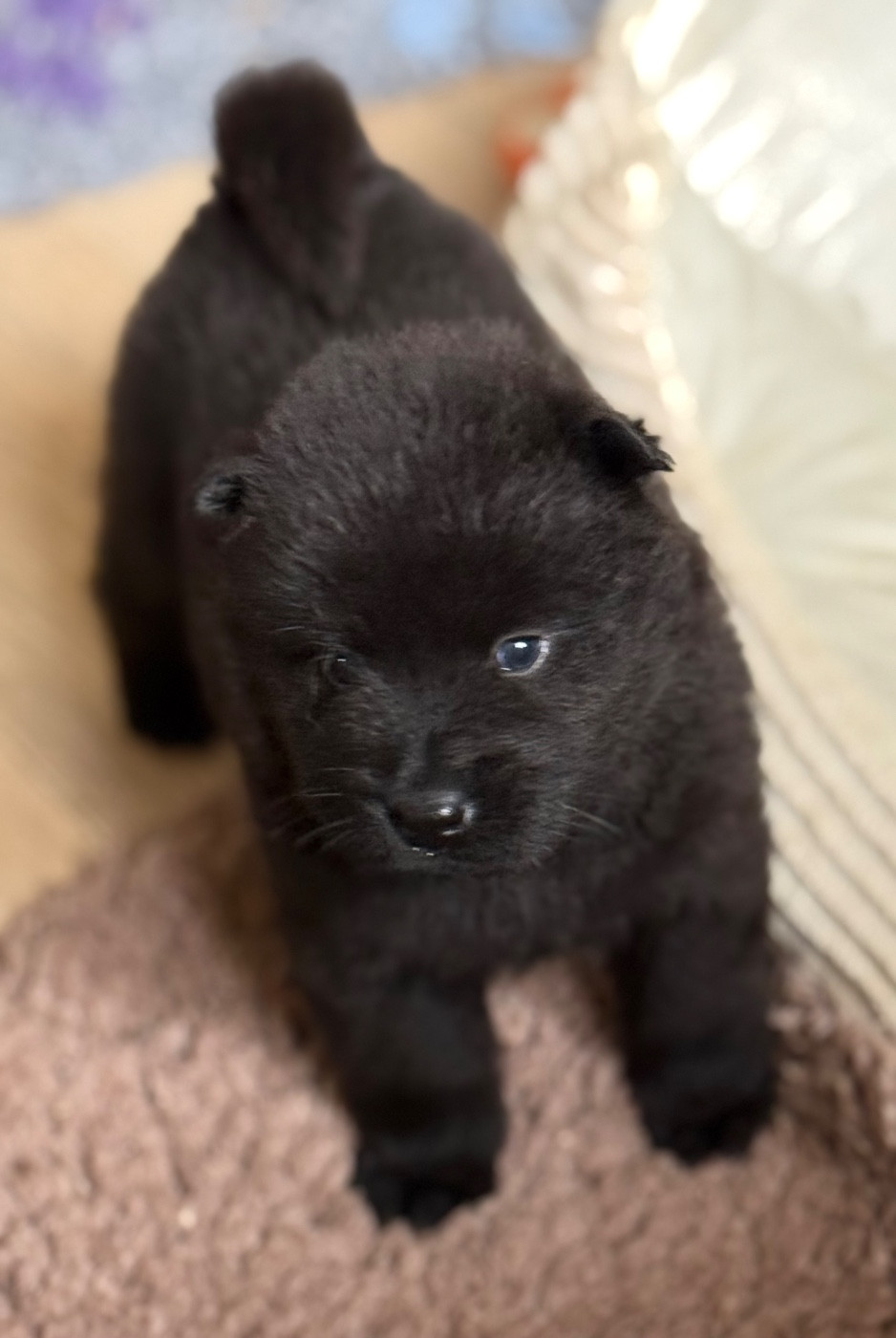 Des Loups Du Midour - Chiots disponibles - Eurasier