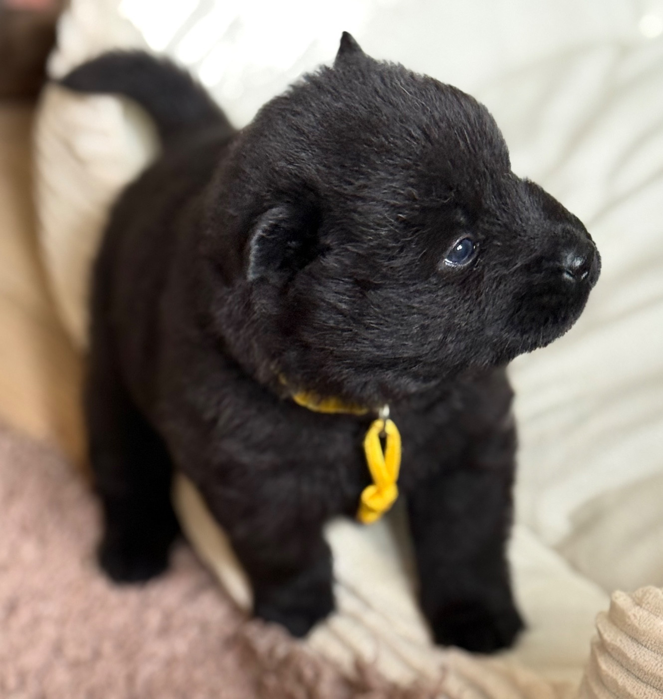 Des Loups Du Midour - Chiots disponibles - Eurasier