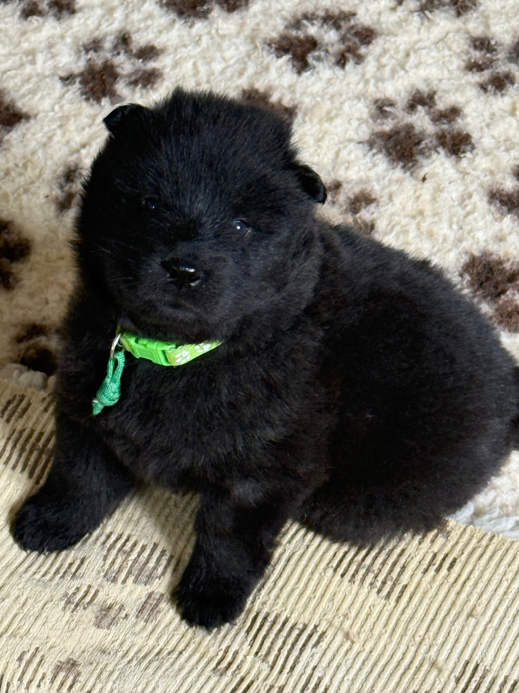 Des Loups Du Midour - Chiots disponibles - Eurasier