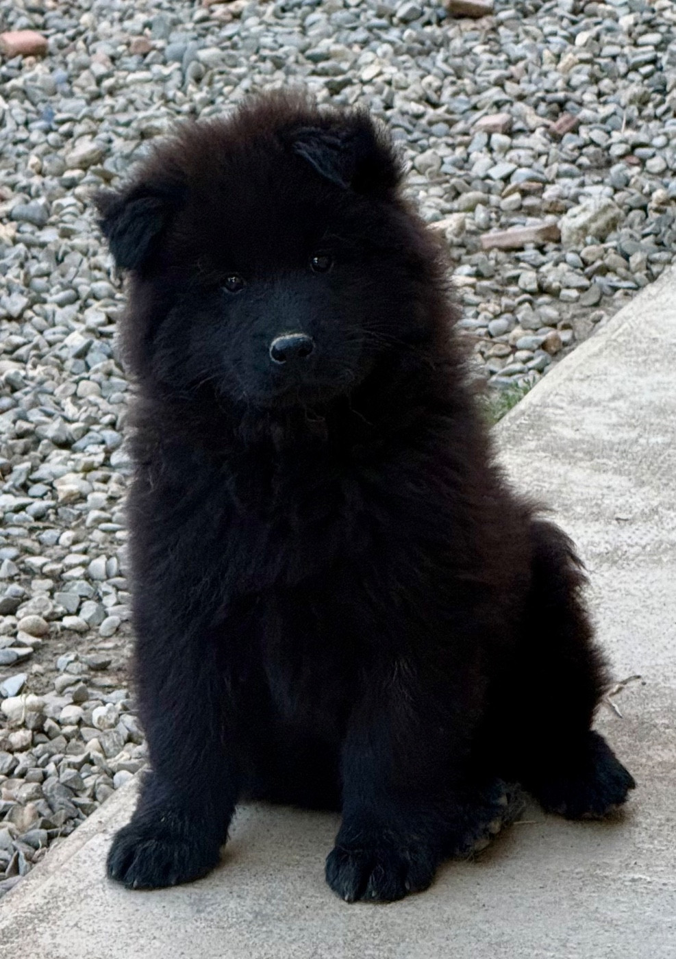 Des Loups Du Midour - Chiots disponibles - Eurasier