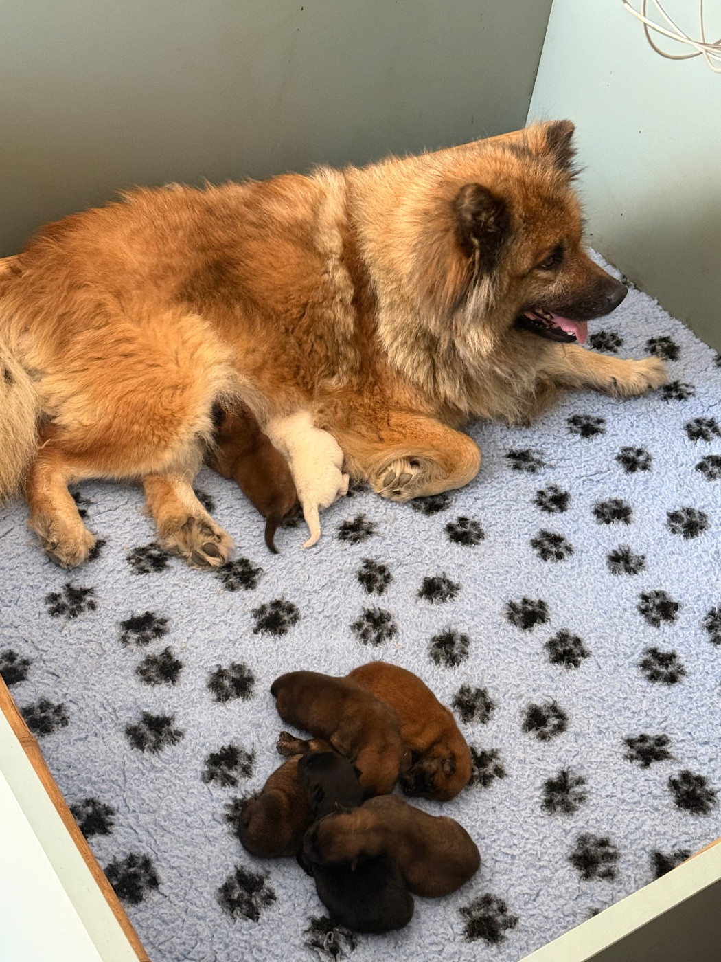 Des Loups Du Midour - Chiots disponibles - Eurasier