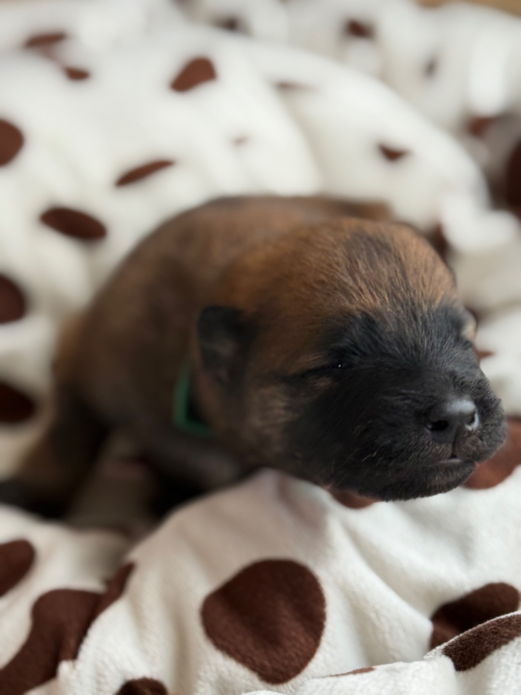 Des Loups Du Midour - Chiots disponibles - Eurasier