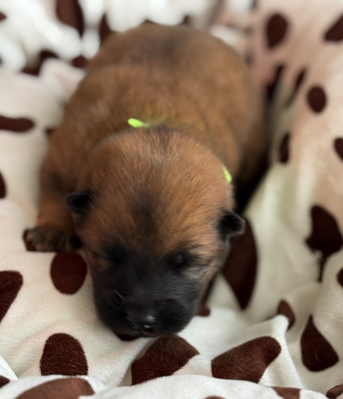 Des Loups Du Midour - Chiots disponibles - Eurasier