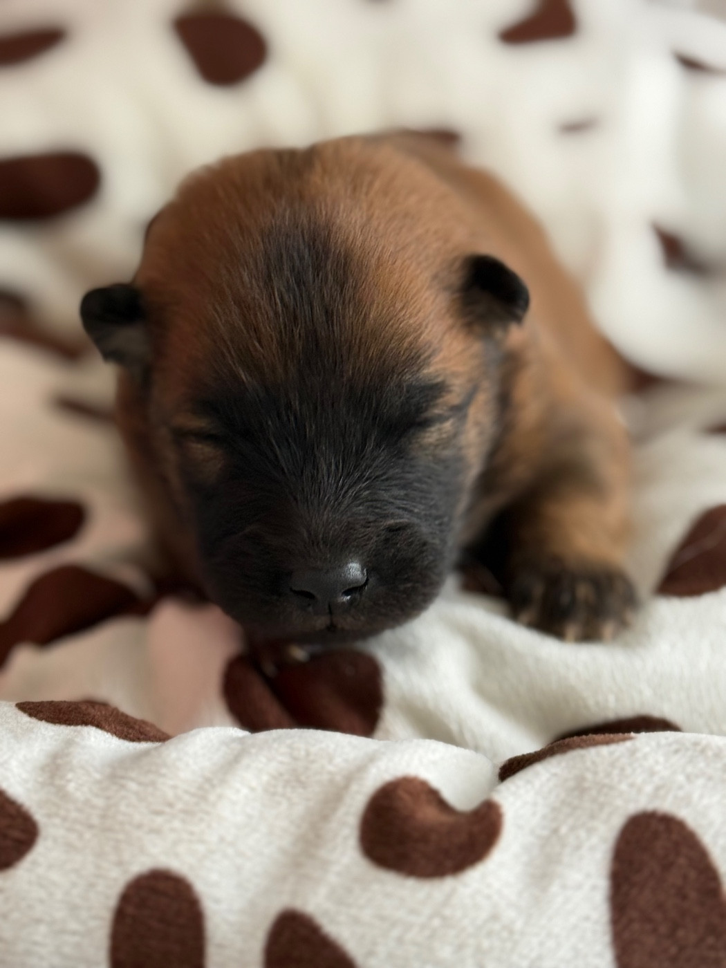 Des Loups Du Midour - Chiots disponibles - Eurasier