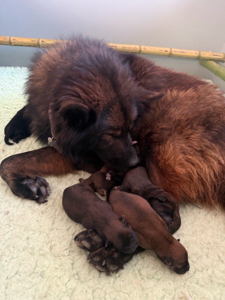 Chiot Eurasier Des Loups Du Midour