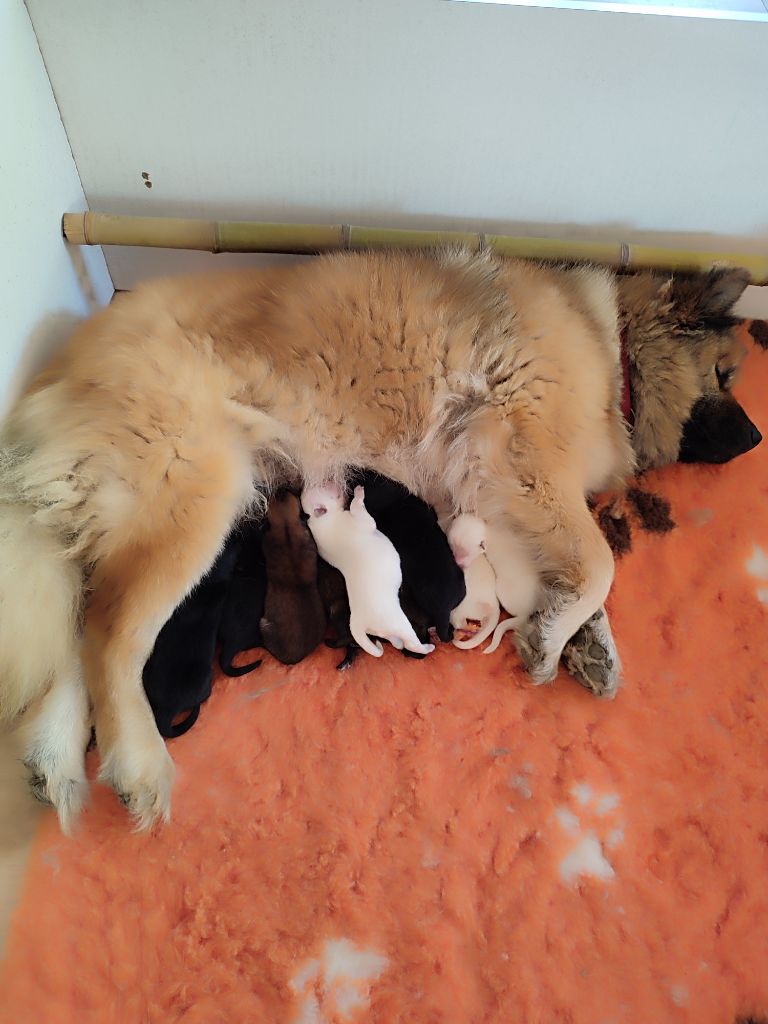 Des Loups Du Midour - Chiots disponibles - Eurasier