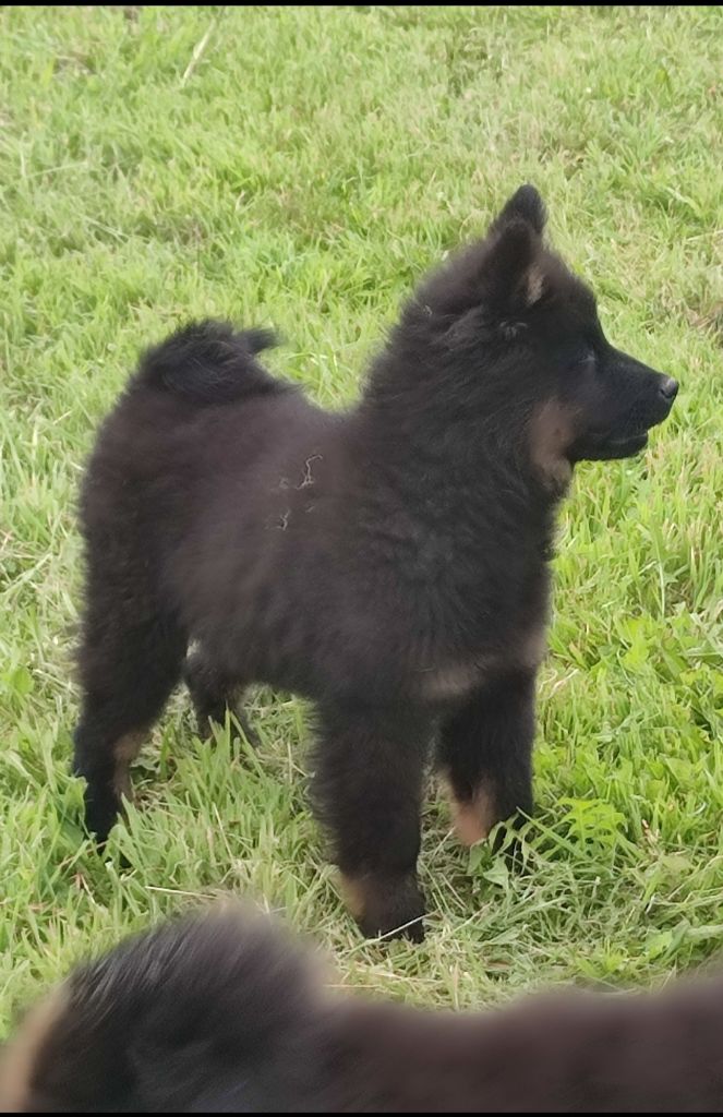 Des Loups Du Midour - Chiots disponibles - Eurasier
