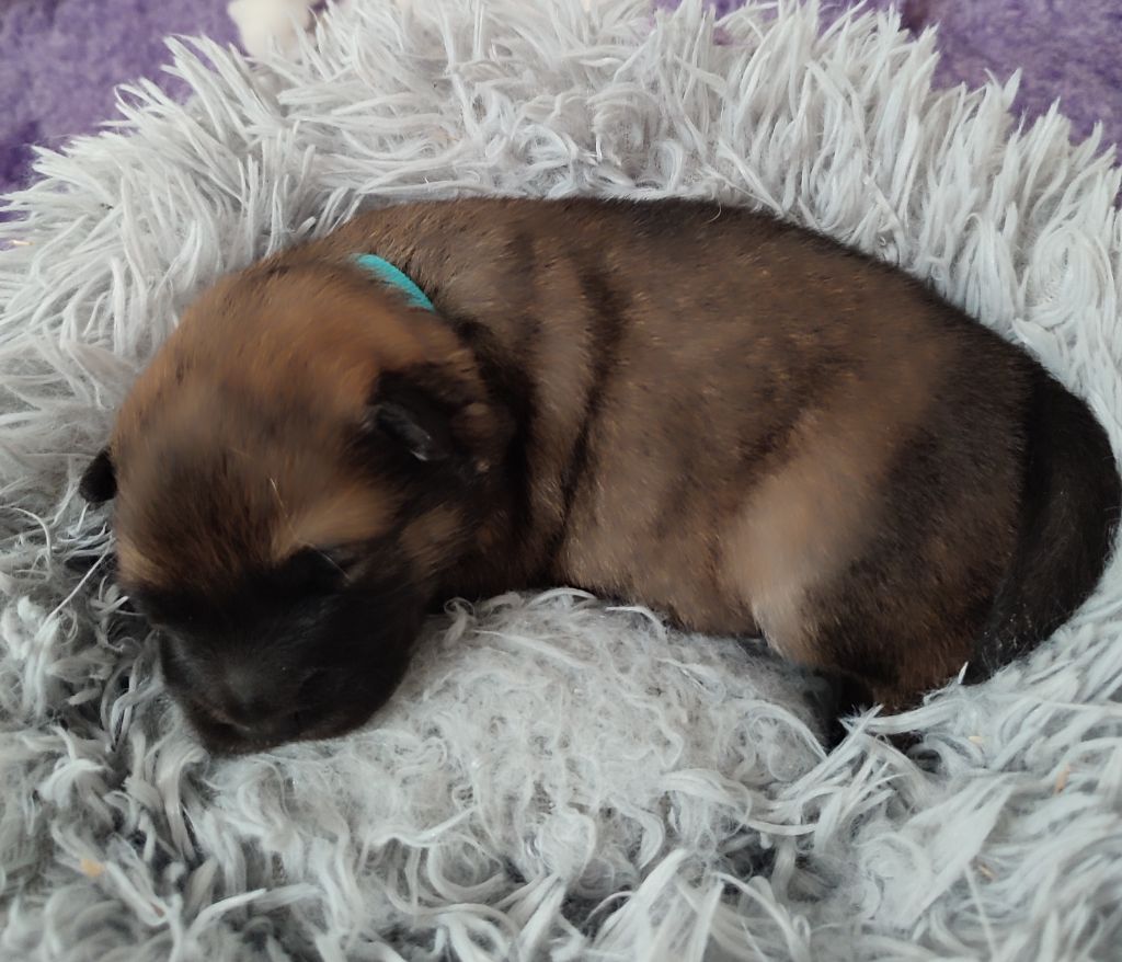 Des Loups Du Midour - Chiots disponibles - Eurasier