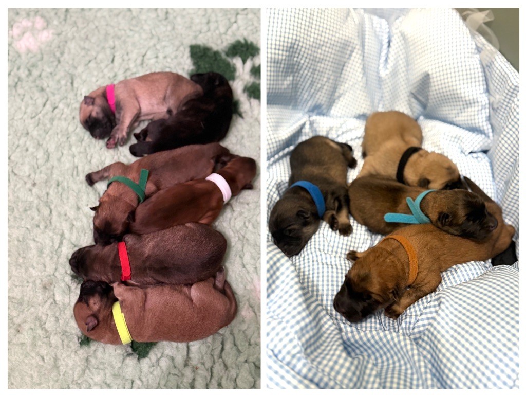 Chiot Eurasier Des Loups Du Midour