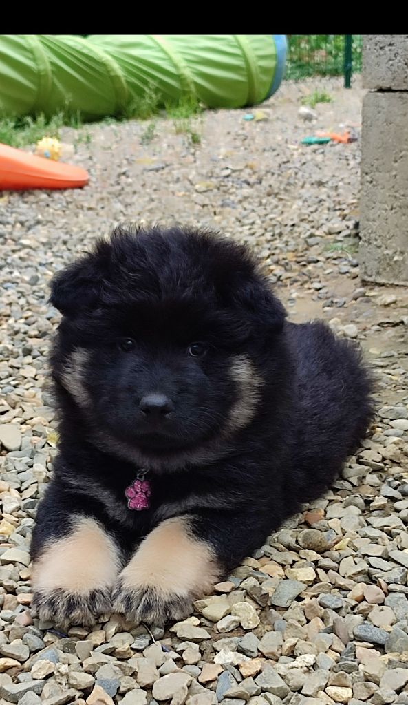 Des Loups Du Midour - Chiots disponibles - Eurasier